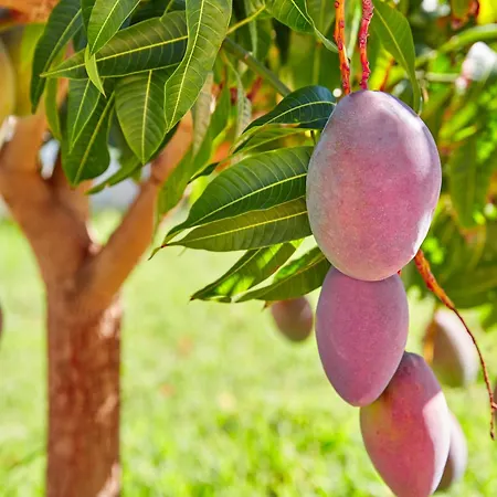Mango Oasis Nyaraló *